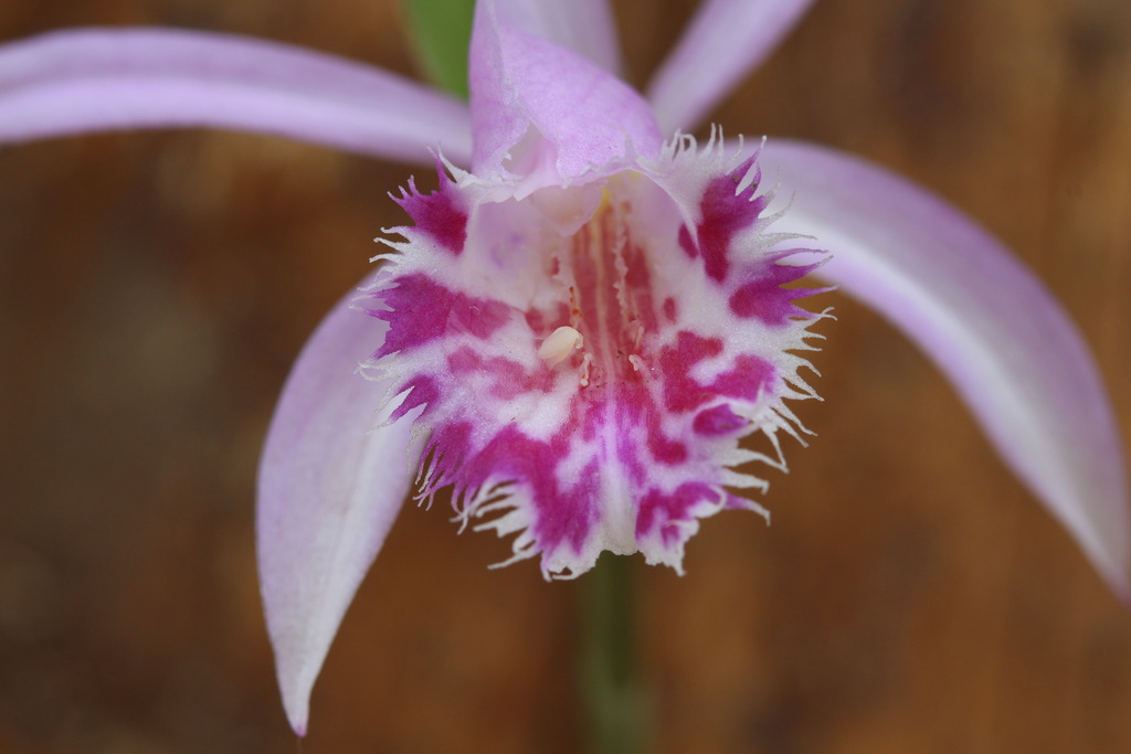 Pleione limprichtii 'Touareg' IMG_3972_zpsggtcfcnq