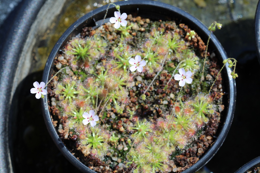 Drosera pygmées - Floraison IMG_4178_zpsd19dxayt