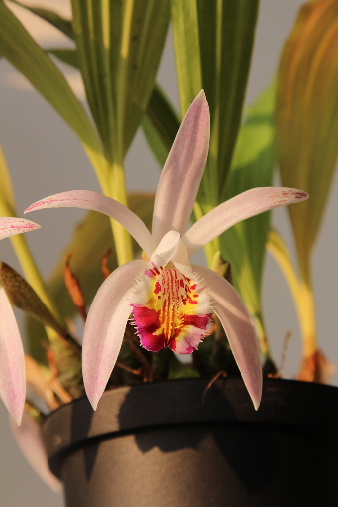 Pleione x lagenaria saison 2016 IMG_4953_zpsywm347rp