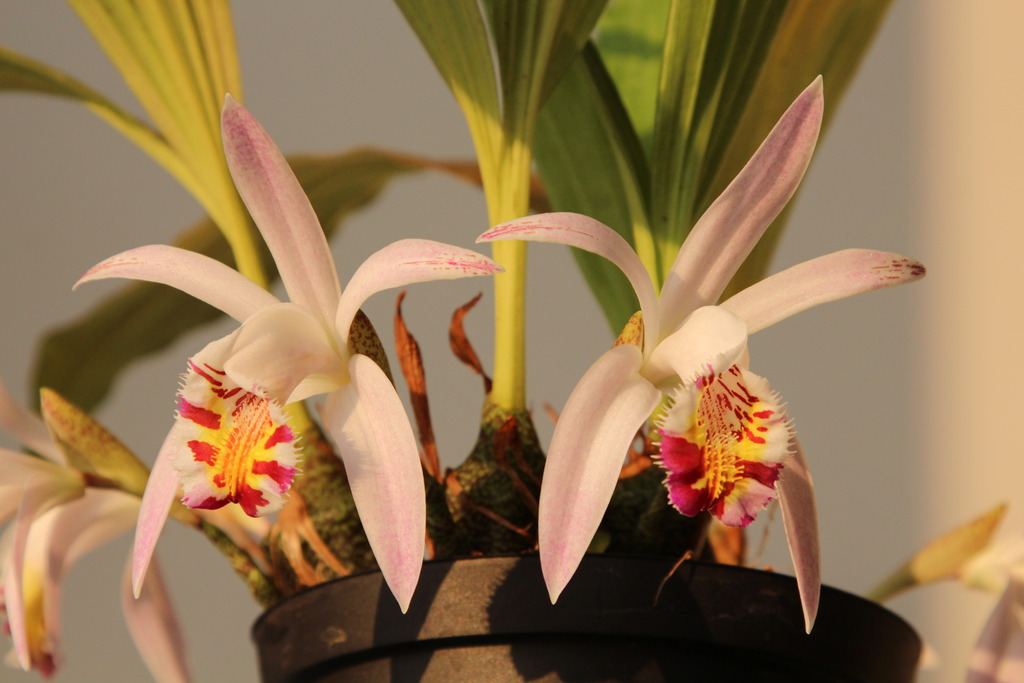 Pleione x lagenaria saison 2016 IMG_4954_zps4cgckgwx