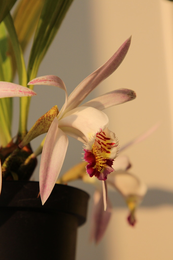 Pleione x lagenaria saison 2016 IMG_4955_zps4rqydqnj