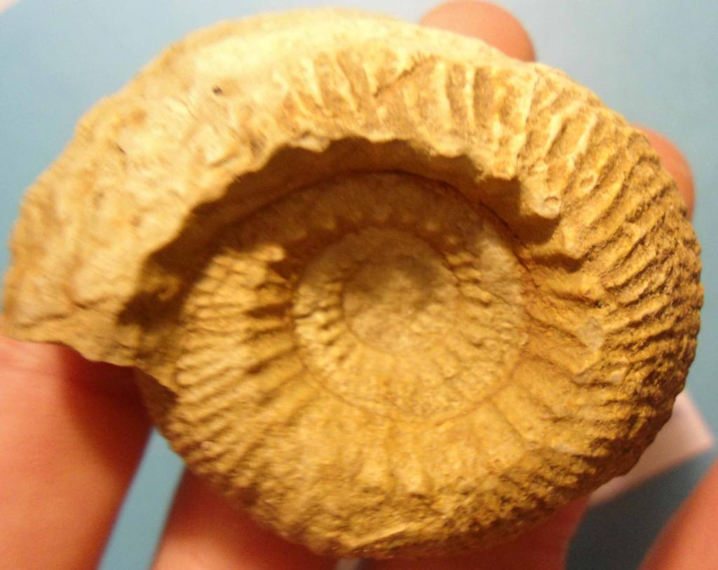 Clasificación de varios ammonites del Berriasiense-Valanginiense 03Olcostephanusspcomoeltuyopaacuteg140-02_zps371acbc1