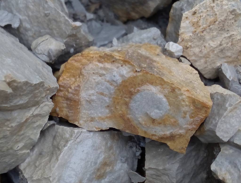 Crioceratites del Hauteriviense inferior B07_zps5ionruws