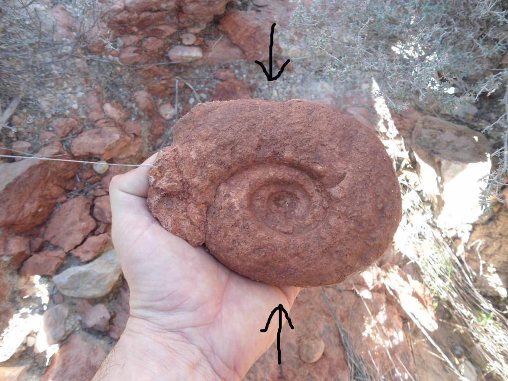 Ammonites del tránsito del Tithónico al Berriasiense DSC07197_zpsda02a64e