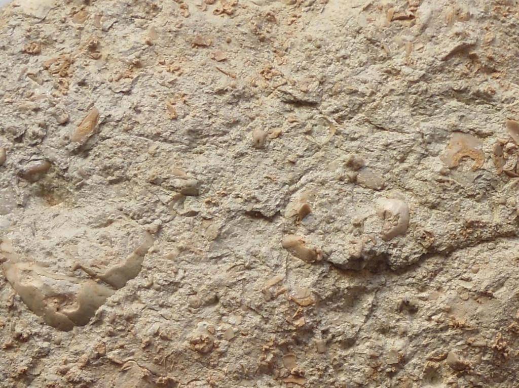 Ammonites del tránsito del Tithónico al Berriasiense Sintiacutetulo-1_zps69cd0897