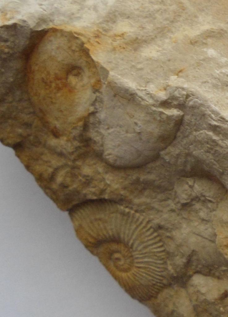 Roturas en ammonites Untitled-4_zpsabmimcuk