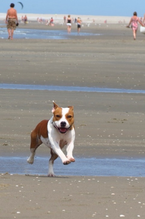 Staffies running shots - Page 2 A9342396-B23E-4980-87DD-E17C05477346-1447-00000248D65D57E8_zpsb01935b4