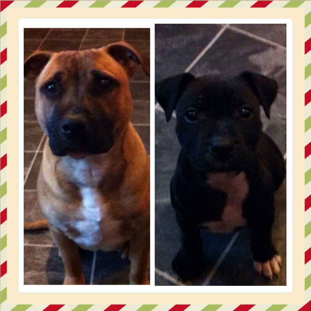 Merry Xmas from bronson and BELLA  EF90BB4A-503B-415B-8D46-969E1ED54A98_zpsrakhgc3s