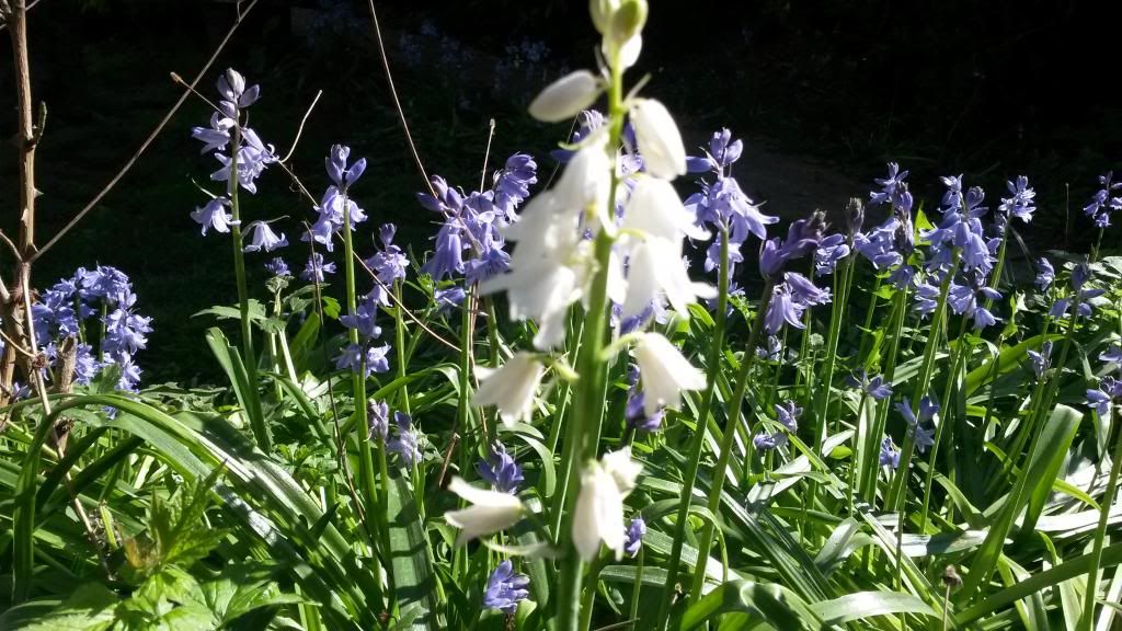 Rare white bluebells found in park  20140413_152525_zps30ceeffe