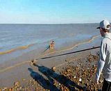 Todays beach walk Th_20140316_151041_zps600b22ce