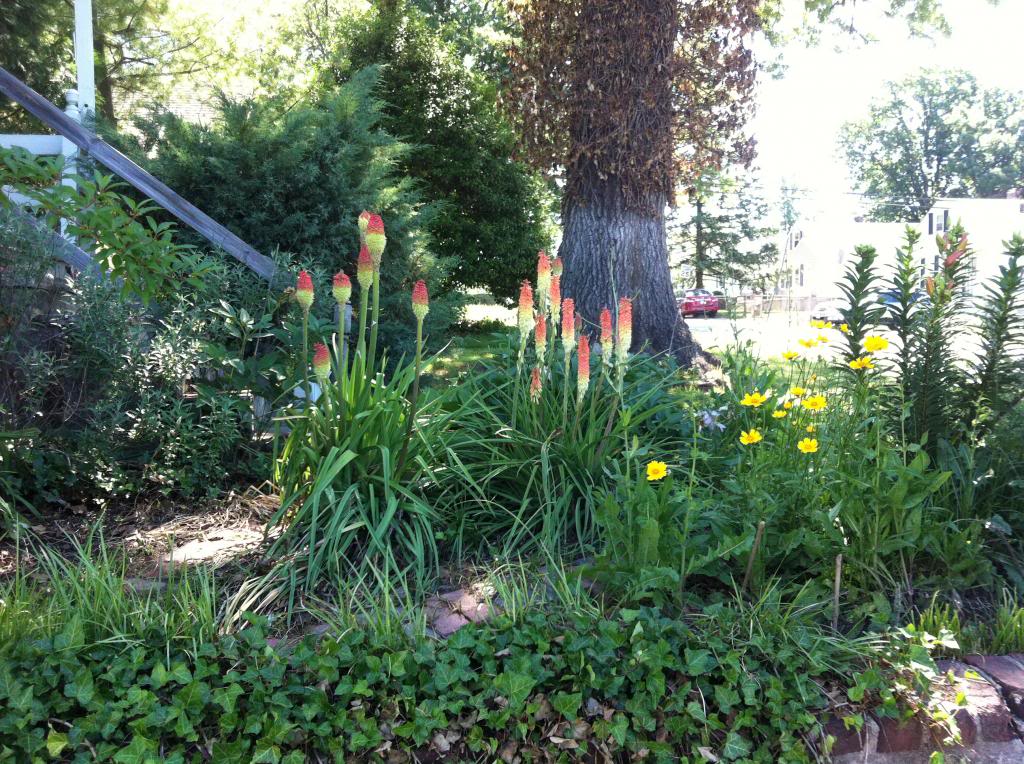 Hot Pokers Mean Summer 06-04-13Garden001_zpsbda9e92f