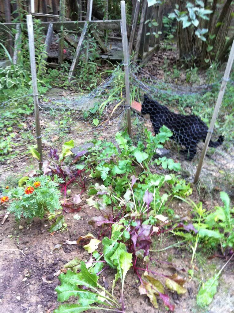 Monthly Avatar Theme August 2013: Your Garden in August. Part 2 - Page 2 08-051beets-turnips-chives_zps019485a4