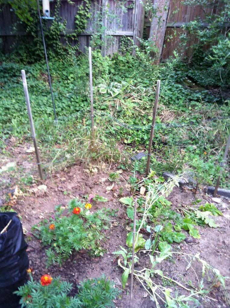 Monthly Avatar Theme August 2013: Your Garden in August. Part 2 - Page 2 08-052readyreplant-beets-carrots-spinach_zpsc031c451