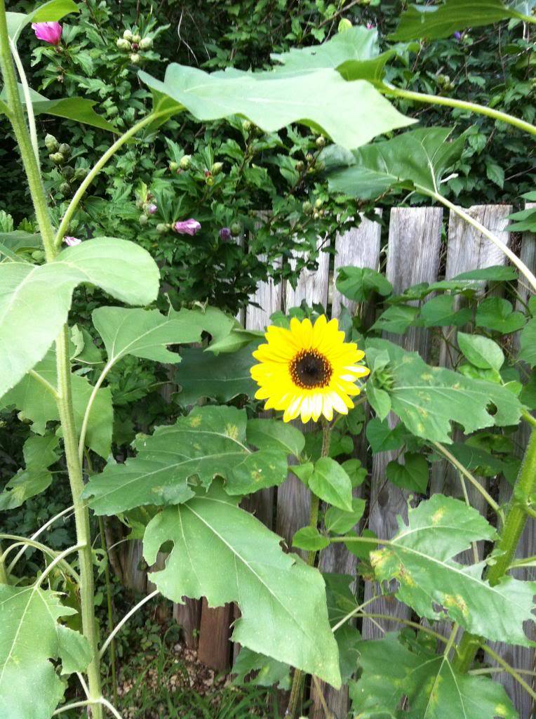 Friday Rookie Topic: Sunflowers - Page 2 08-13-13fromthegarden003_zpsc18c2018