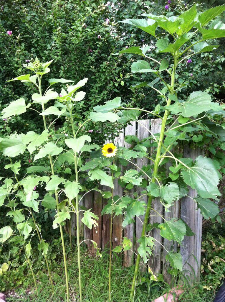 Friday Rookie Topic: Sunflowers - Page 2 08-13-13fromthegarden004_zpsf5eea412