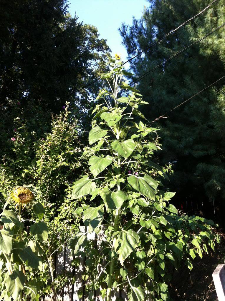 Friday Rookie Topic: Sunflowers - Page 3 09-05-13HarvestandProblems030_zps2bc511ca