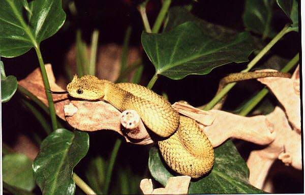 Three year old Atheris Chlorechis doe is starting to look like an adult  now. : r/snakes