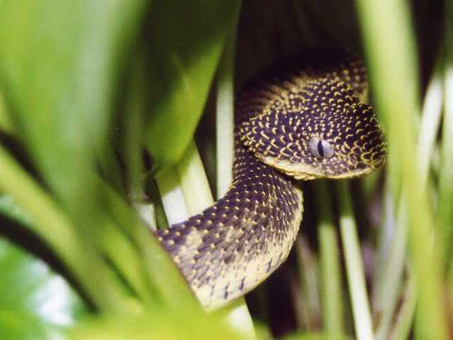 Various Atheris pics Img022