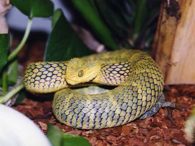 Various Atheris pics Img016