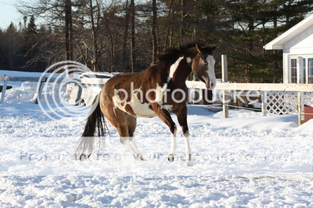 Some Of Mac's Beautiful horses!!!!!! IMG_1764