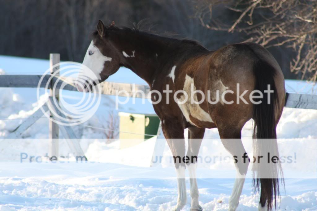 Some Of Mac's Beautiful horses!!!!!! IMG_1780