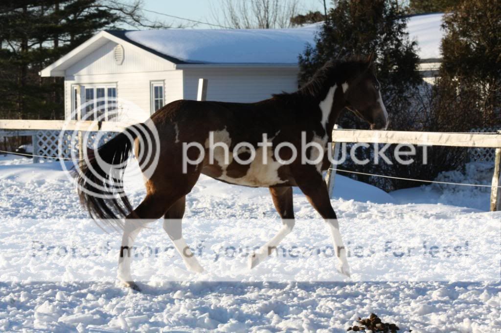 Some Of Mac's Beautiful horses!!!!!! IMG_1783