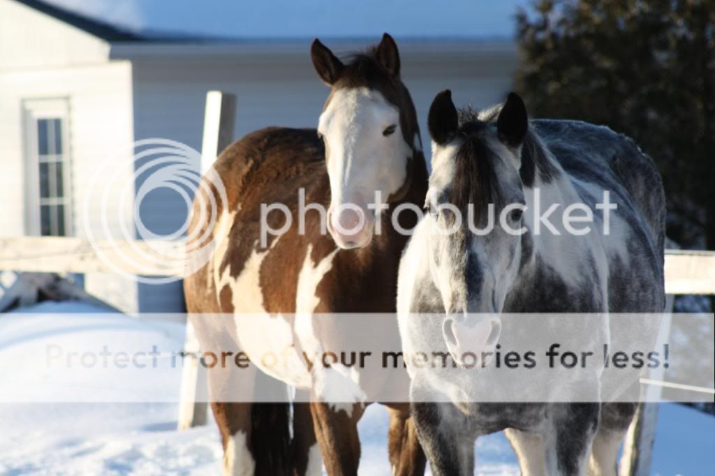 Some Of Mac's Beautiful horses!!!!!! IMG_1834