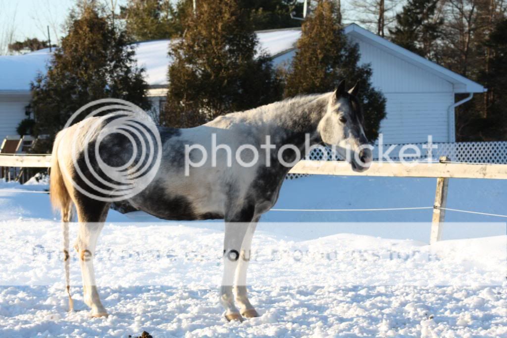 Some Of Mac's Beautiful horses!!!!!! IMG_1894