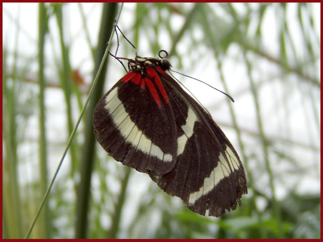 La Galerie de Larentia Papillons2