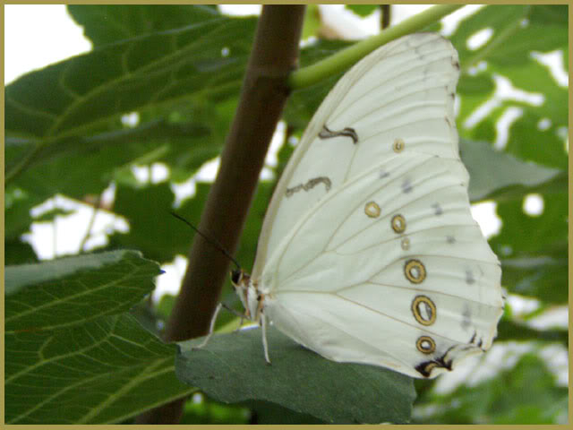 La Galerie de Larentia Papillons7