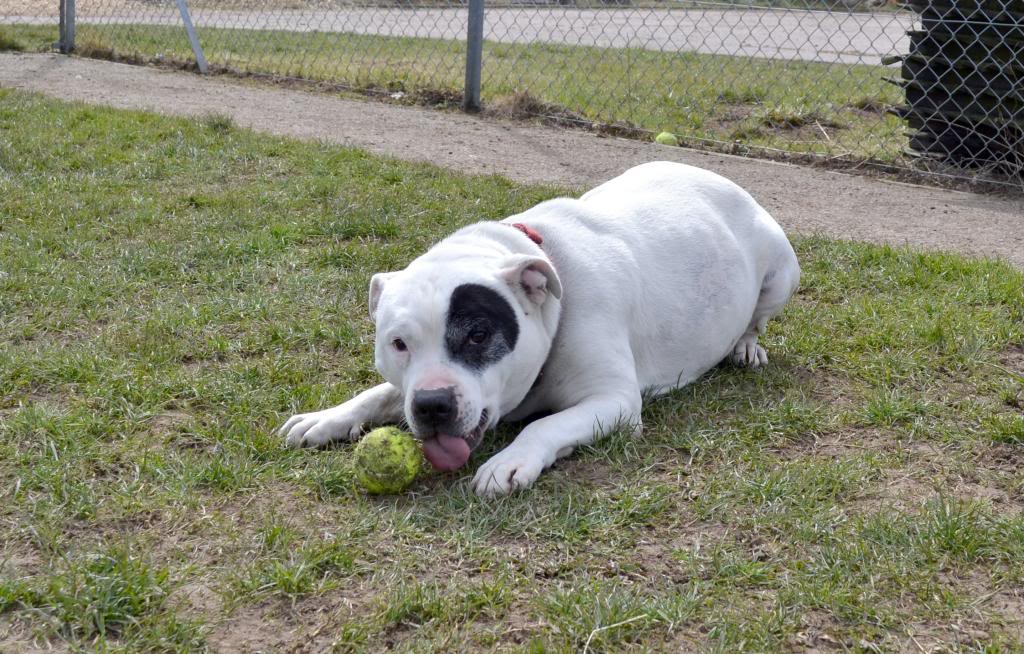 BEAU- THE HAPPIEST STAFFIE EVER NEEDS A REALLY LOVELY HOME!  Beau2_zps52fe0938