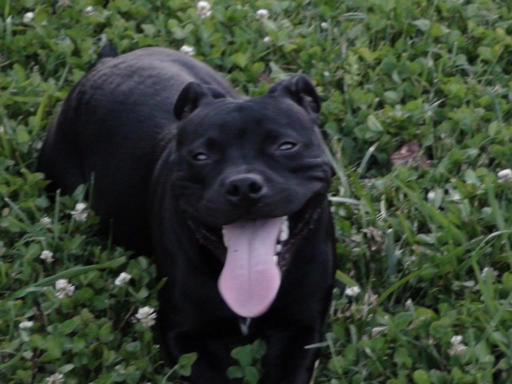 Staffy Smile - Bart DSC00281_zpsf2436b0f