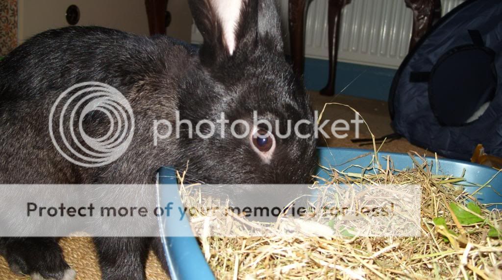 My rabbits loving their special treat! :). SS850252