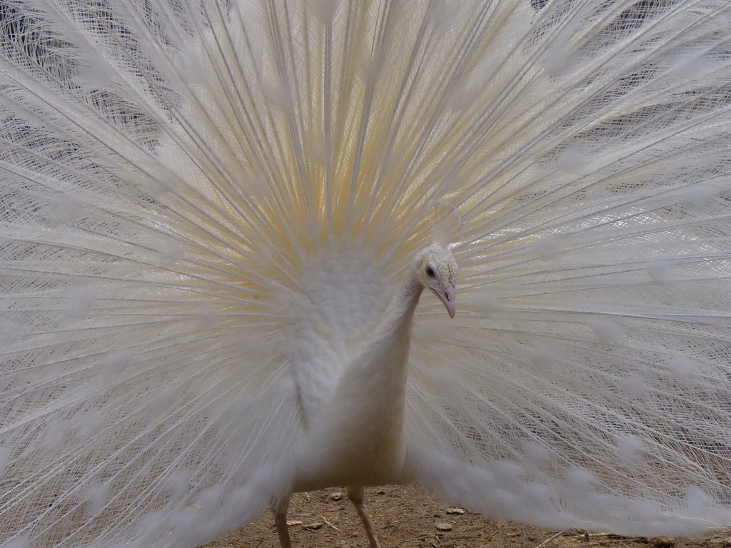 Мои павлины White-Peacock-3_zpsb1681732