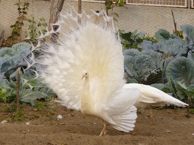 Мои павлины White-Peacock-a-640_zpsd5d19166