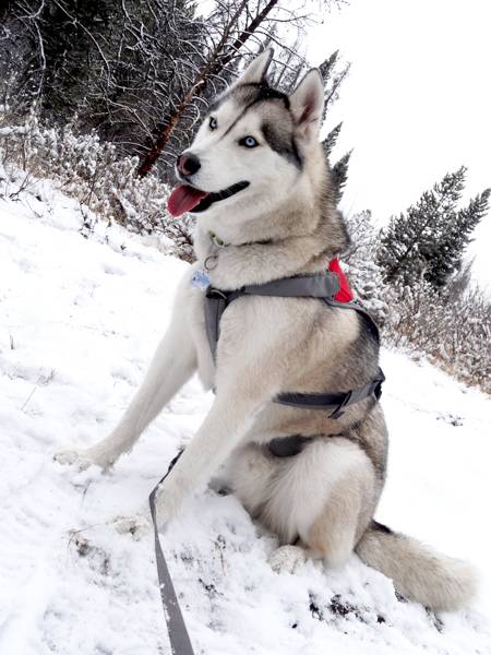 Claudia's husky birthday hike - Salt Lick Trail, Summit County *photo heavy* 1