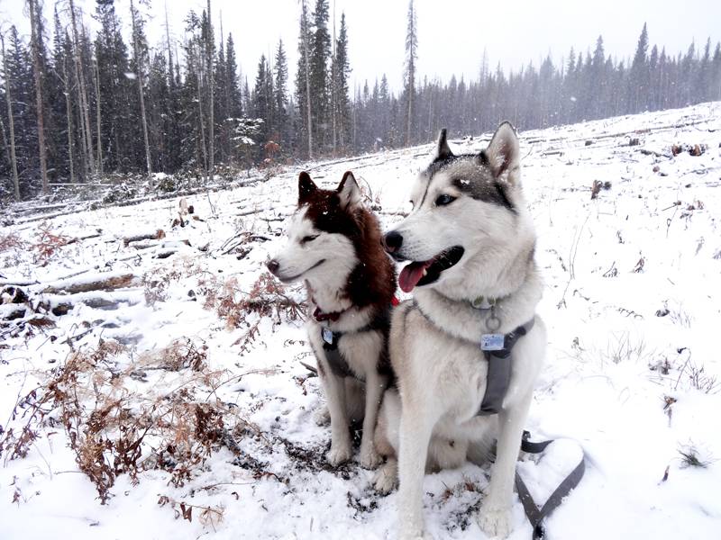 Claudia's husky birthday hike - Salt Lick Trail, Summit County *photo heavy* 16