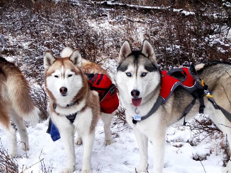 Claudia's husky birthday hike - Salt Lick Trail, Summit County *photo heavy* 20