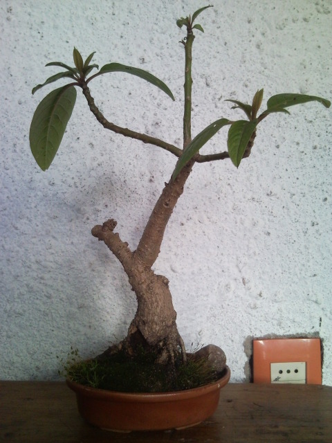 Mi experiencia en BONSAI volcada al acuarismo. SNC00029_zpsc3bd3964