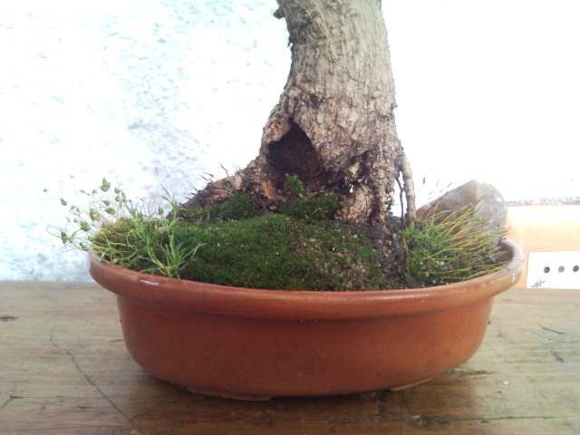 Mi experiencia en BONSAI volcada al acuarismo. SNC00030_zps70c5f84b