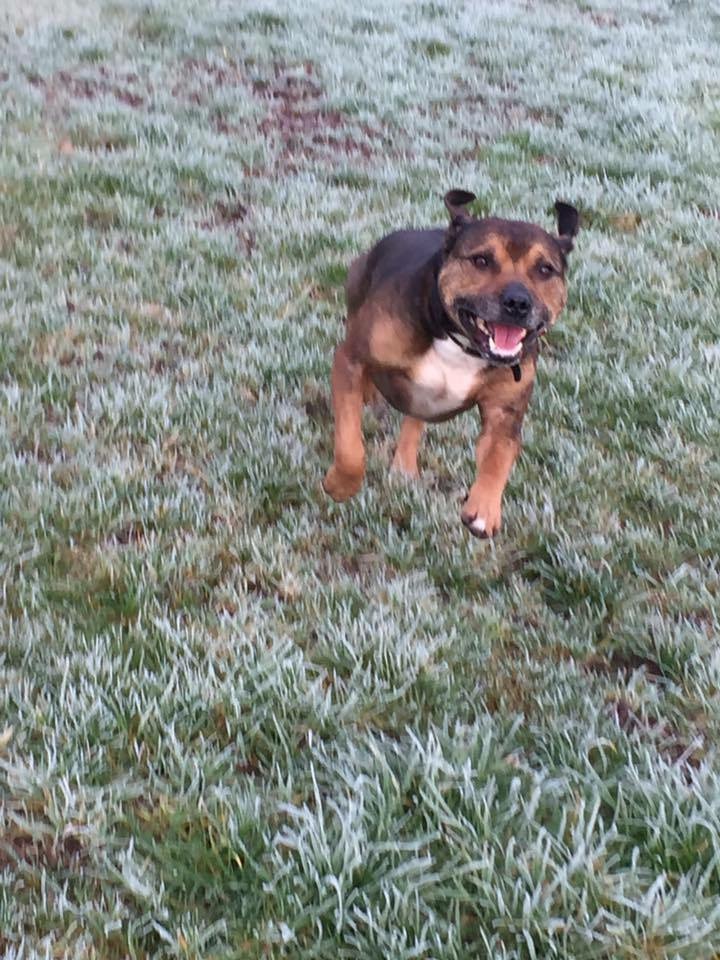 Buddy - Aged 8 - Handsome fella - in foster Derbyshire IMG_5135_zps3plmncpz