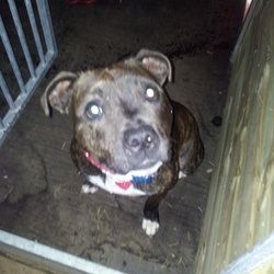 Casey, 18 month? Female SBT - Scotland Image_zps0bff8681