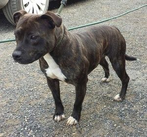 Casey, 18 month? Female SBT - Scotland Image_zps1b75176d