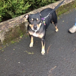 Keira, 6 year old, black & tan SBT, Scotland Image_zps2b7fd4b5