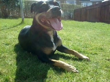 Keira, 6 year old, black & tan SBT, Scotland Image_zps5e314c95