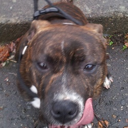 Tizer, 1 year old SBT, Scotland REHOMED Image_zps96758291