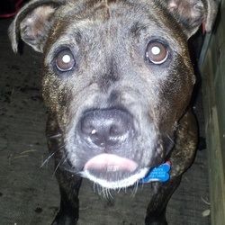 Casey, 18 month? Female SBT - Scotland Image_zpsb4b1b6fa