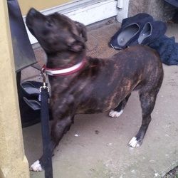 Casey, 18 month? Female SBT - Scotland Image_zpsf9bc236c