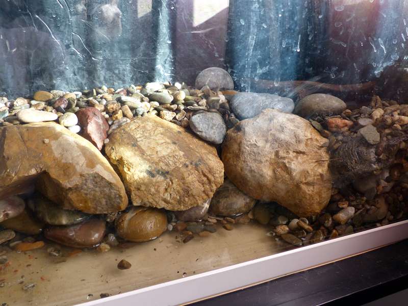 Paludarium pour crabes Geosesarma de Patrice_B Terra_3_zps57fc1c73