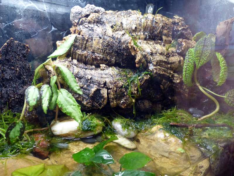 Paludarium pour crabes Geosesarma de Patrice_B Terra_7_zps438201dd